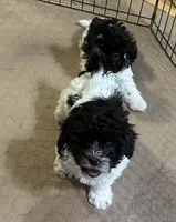 Rosie, a female Shihpoo for sale in Gloucester, VA – 2 of 6