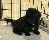 Daisy, a female Shihpoo for sale in Gloucester, VA – 5 of 8