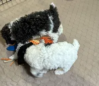 Macy, a female Poodle - Miniature  for sale in Gloucester, VA – Photo 4 of 10