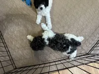 Macy, a female Poodle - Miniature  for sale in Gloucester, VA – Photo 10 of 10