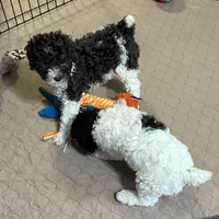 Macy, a female Poodle - Miniature  for sale in Gloucester, VA – Photo 6 of 10