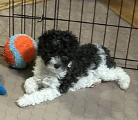Macy, a female Poodle - Miniature  for sale in Gloucester, VA – Photo 1 of 10