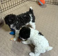 Macy, a female Poodle - Miniature  for sale in Gloucester, VA – Photo 7 of 10