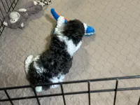 Macy, a female Poodle - Miniature  for sale in Gloucester, VA – Photo 8 of 10