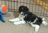 Macy, a female Poodle - Miniature  for sale in Gloucester, VA – Photo 2 of 10