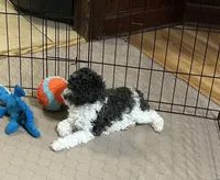 Macy, a female Poodle - Miniature  for sale in Gloucester, VA – Photo 3 of 10