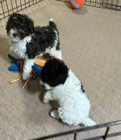 Macy, a female Poodle - Miniature  for sale in Gloucester, VA – Photo 5 of 10