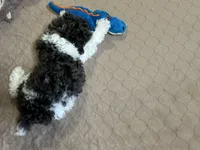 Macy, a female Poodle - Miniature  for sale in Gloucester, VA – Photo 9 of 10