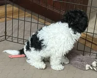 Milo, a male Shihpoo for sale in Gloucester, VA – 7 of 10