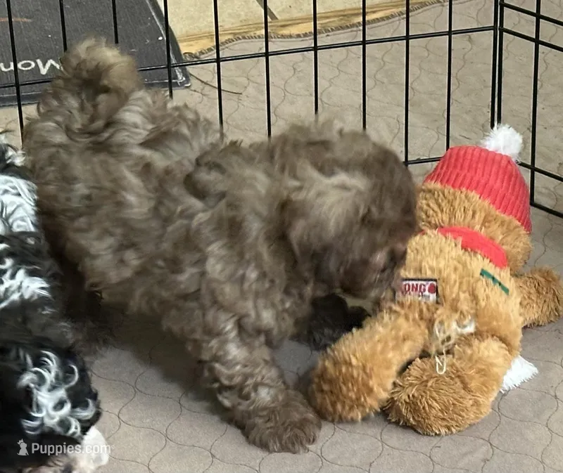 Randy – Shihpoo puppy for sale in Gloucester, VA