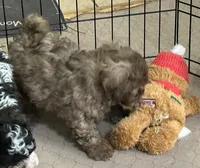 Randy, a male Shihpoo for sale in Gloucester, VA – Photo 1 of 5