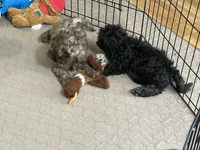 Randy, a male Shihpoo for sale in Gloucester, VA – Photo 5 of 5