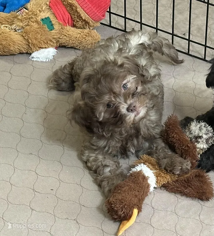 Randy – Shihpoo puppy for sale in Gloucester, VA