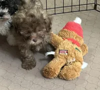Randy, a male Shihpoo for sale in Gloucester, VA – Photo 2 of 5