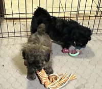 Abigail, a female Shihpoo for sale in Gloucester, VA – Photo 5 of 9