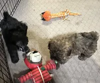 Abigail, a female Shihpoo for sale in Gloucester, VA – Photo 9 of 9