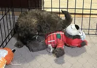 Abigail, a female Shihpoo for sale in Gloucester, VA – Photo 7 of 9