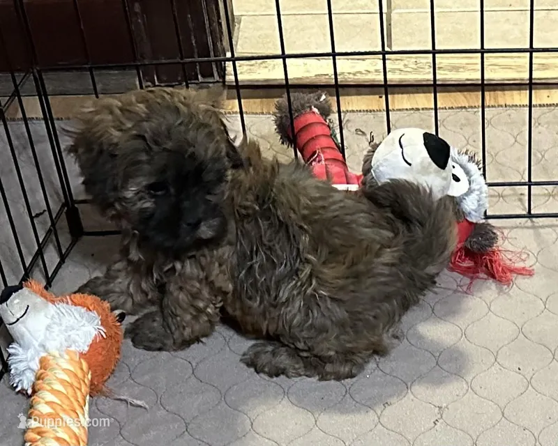 Abigail – Shihpoo puppy for sale in Gloucester, VA
