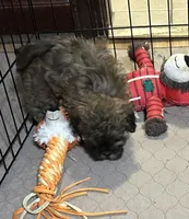 Abigail, a female Shihpoo for sale in Gloucester, VA – Photo 3 of 9