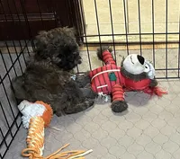 Abigail, a female Shihpoo for sale in Gloucester, VA – Photo 8 of 9