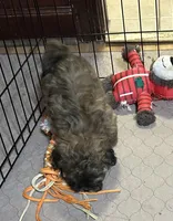 Abigail, a female Shihpoo for sale in Gloucester, VA – Photo 2 of 9
