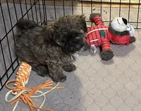 Abigail, a female Shihpoo for sale in Gloucester, VA – Photo 6 of 9