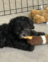 Rocky, a male Shihpoo for sale in Gloucester, VA – Photo 7 of 10