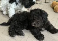 Rocky, a male Shihpoo for sale in Gloucester, VA – Photo 4 of 10