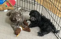 Rocky, a male Shihpoo for sale in Gloucester, VA – Photo 9 of 10