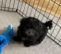 Rocky, a male Shihpoo for sale in Gloucester, VA – Photo 2 of 10