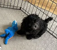 Rocky, a male Shihpoo for sale in Gloucester, VA – Photo 3 of 10