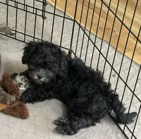 Rocky, a male Shihpoo for sale in Gloucester, VA – Photo 8 of 10