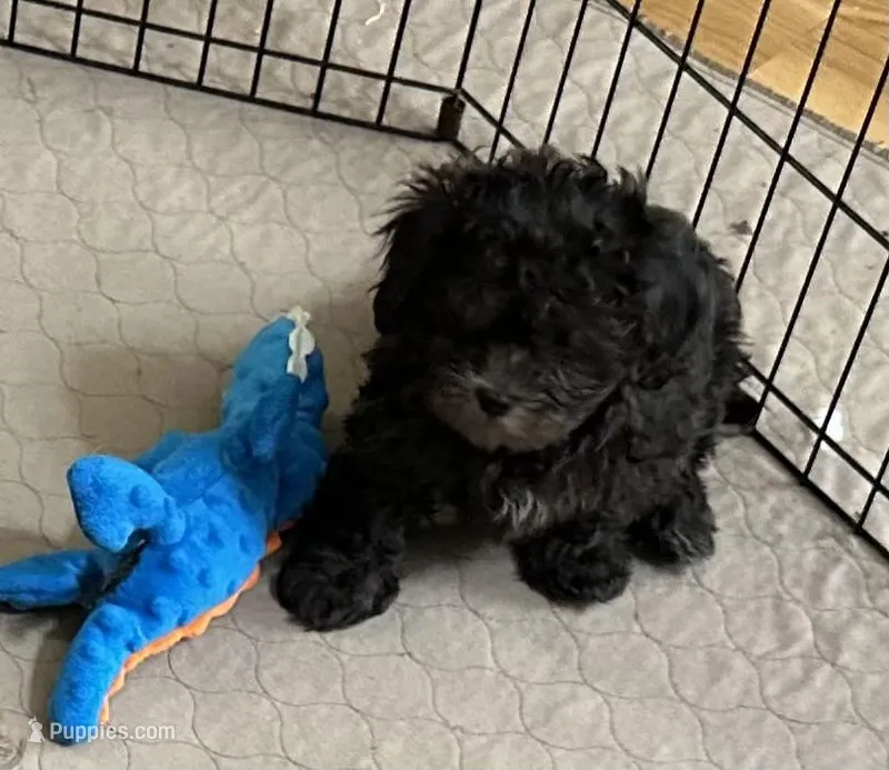 Rocky – Shihpoo puppy for sale in Gloucester, VA