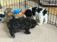 Rocky, a male Shihpoo for sale in Gloucester, VA – Photo 10 of 10