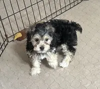 Darla, a female Yorkipoo for sale in Gloucester, VA – 3 of 8