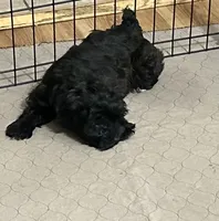 Daisy, a female Yorkipoo for sale in Gloucester, VA – 5 of 10