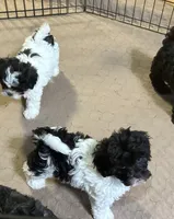 Emmy, a female Shihpoo for sale in Gloucester, VA – 5 of 9