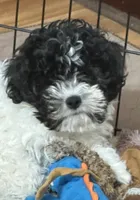 Milo, a male Shihpoo for sale in Gloucester, VA – 9 of 10