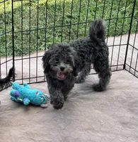 Macey, a female Shihpoo for sale in Gloucester, VA – 2 of 4