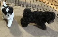 Ella, a female Shihpoo for sale in Gloucester, VA – 3 of 6