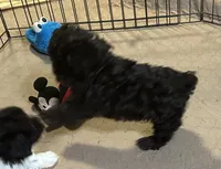 Ella, a female Shihpoo for sale in Gloucester, VA – 4 of 6