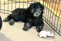 Bianca, a female Shihpoo for sale in Gloucester, VA – 3 of 5