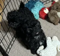 Jack, a male Shihpoo for sale in Gloucester, VA – 5 of 10
