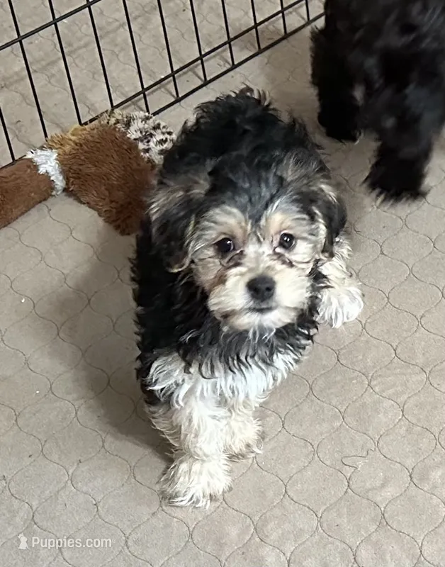 Darla – Yorkipoo puppy for sale in Gloucester, VA