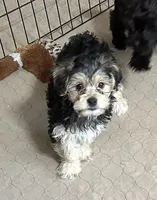 Darla, a female Yorkipoo for sale in Gloucester, VA – 1 of 8
