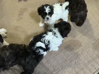 Emmy, a female Shihpoo for sale in Gloucester, VA – 8 of 9