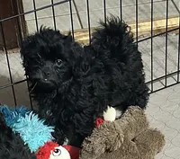 Jack, a male Shihpoo for sale in Gloucester, VA – 1 of 10