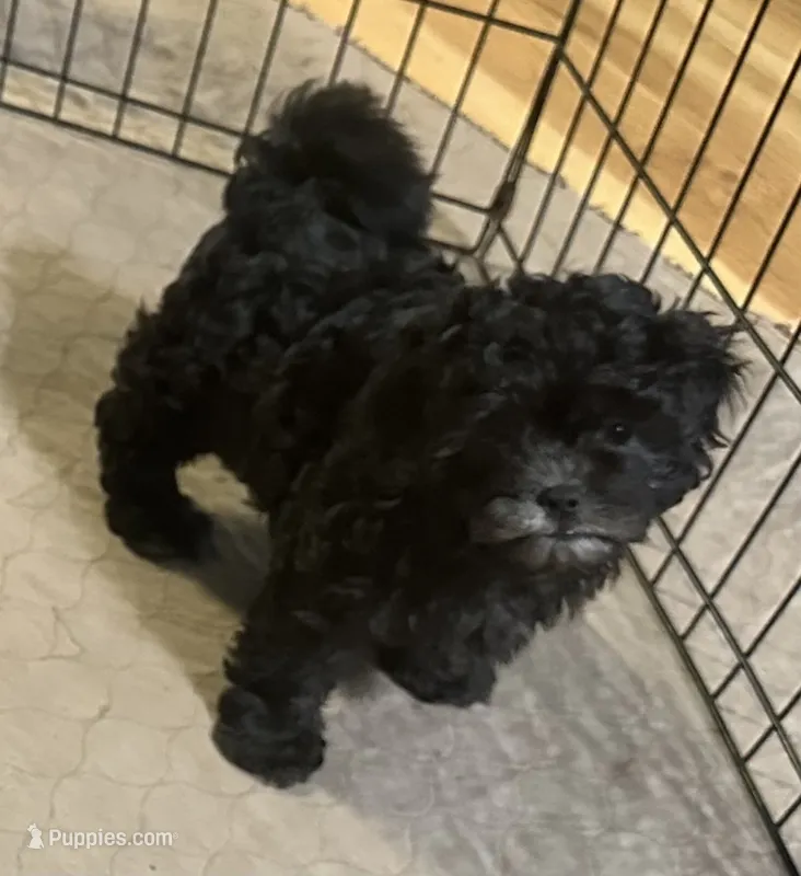 Ella – Shihpoo puppy for sale in Gloucester, VA