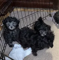 Bluey, a female Shihpoo for sale in Gloucester, VA – 4 of 9