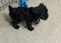 Dallas, a male Shihpoo for sale in Gloucester, VA – 2 of 9